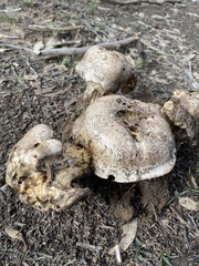 Leucopaxillus eucalyptorum