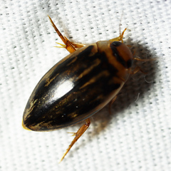 Coptotomus
