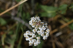 Calocoris roseomaculatus