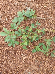 Magnoliopsida