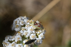 Calocoris roseomaculatus