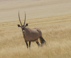 Oryx gazella