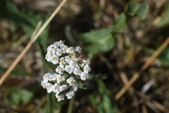 Calocoris roseomaculatus