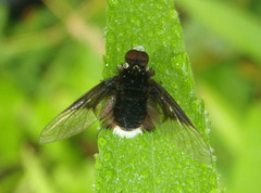 Ogcodocera leucoprocta