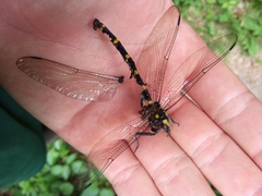 Cordulegaster bidentata
