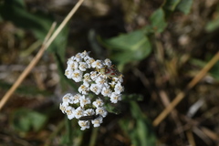Calocoris roseomaculatus