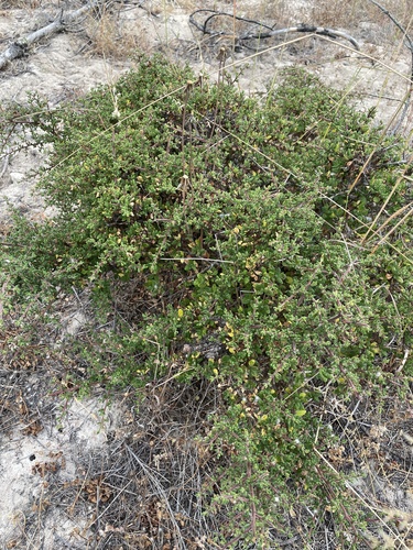 Nipomo Mesa Ceanothus foliage