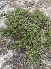 Ceanothus impressus