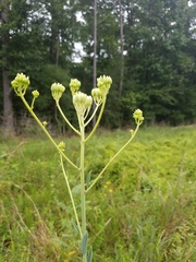 Arnoglossum