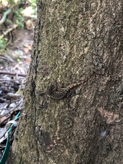 Gonatodes albogularis