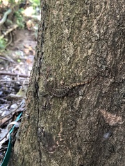 Gonatodes albogularis