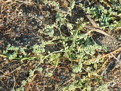 Corrigiola telephiifolia