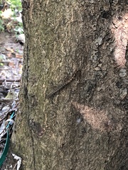 Gonatodes albogularis