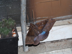 Ischyja manlia