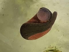 Macrobdella