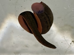 Macrobdella