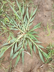 Poaceae