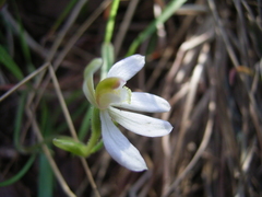 Caladenia prolata