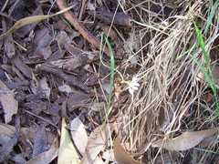 Caladenia prolata