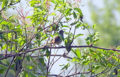 Curruca communis