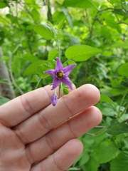 Solanum dulcamara