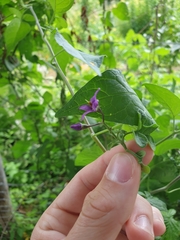 Solanum dulcamara