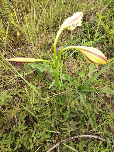 Crinum ornatum, photograph 3