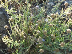 Jasione sessiliflora