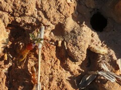 Microhodotermes viator