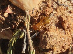 Microhodotermes viator