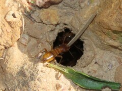 Microhodotermes viator