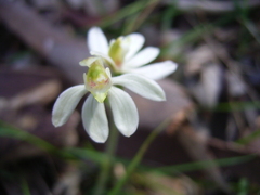 Caladenia prolata