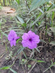 Ruellia