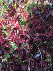 Drosera rotundifolia