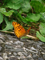 Argynnis hyperbius hyperbius