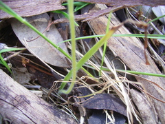 Caladenia prolata