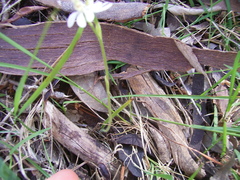 Caladenia prolata