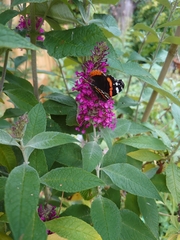 Vanessa atalanta