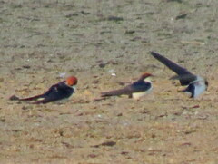 Hirundo smithii smithii