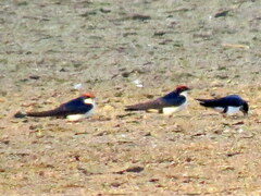 Hirundo smithii smithii