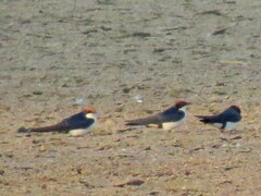Hirundo smithii smithii