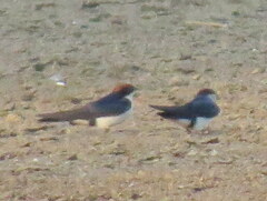 Hirundo smithii smithii