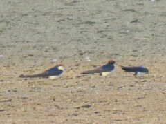 Hirundo smithii smithii