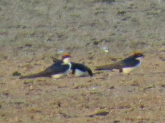Hirundo smithii smithii