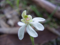 Caladenia prolata