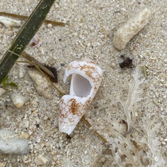 Conus omaria