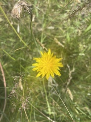 Cichorieae
