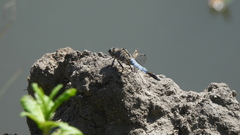 Orthetrum cancellatum