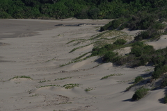 Scaevola plumieri