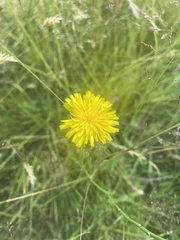 Cichorieae